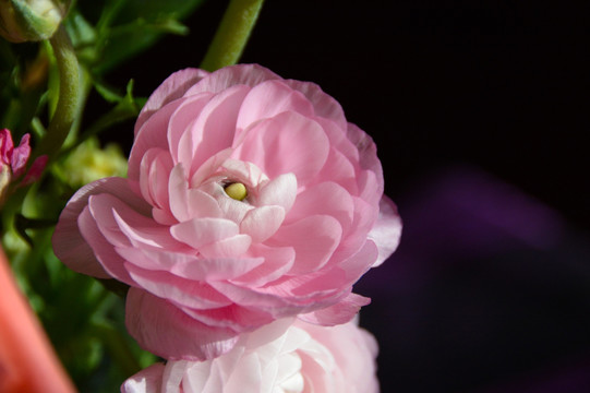 粉色花朵 洋牡丹 鲜花