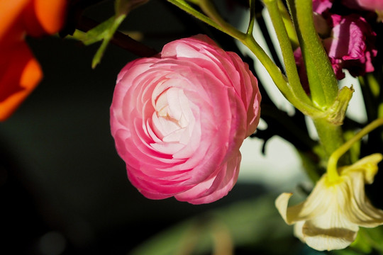 一朵花 粉色花 洋牡丹