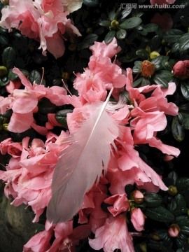 浣花溪畔鳥羽花朵