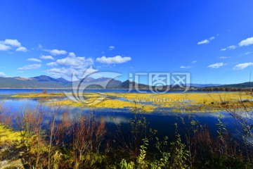 拉市海美景 芦苇