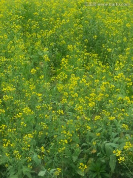 油菜花