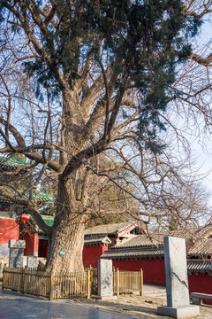 少林寺禅院