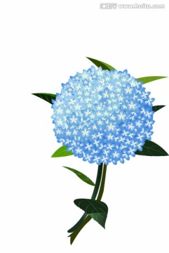 繡球花