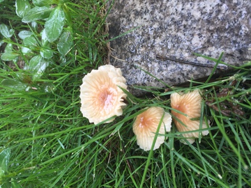 雨后伞菌