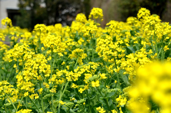 油菜花