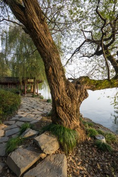 西湖秋色 盘根错节