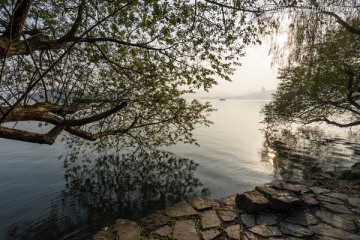 西湖秋色 盘根错节