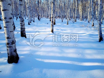 冬天积雪白桦林