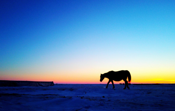 冬季傍晚一匹马