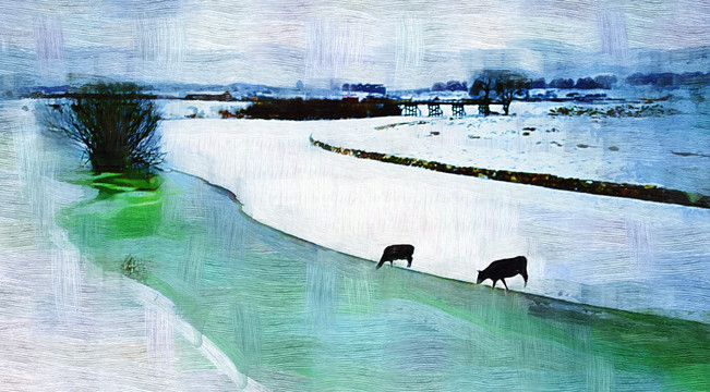 冬季河边喝水的牛未分层