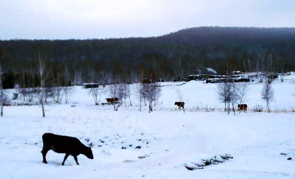 冬季森林牛群
