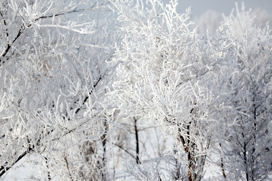 雾凇 树挂 洁白 白雪 冬季