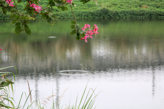 湖景