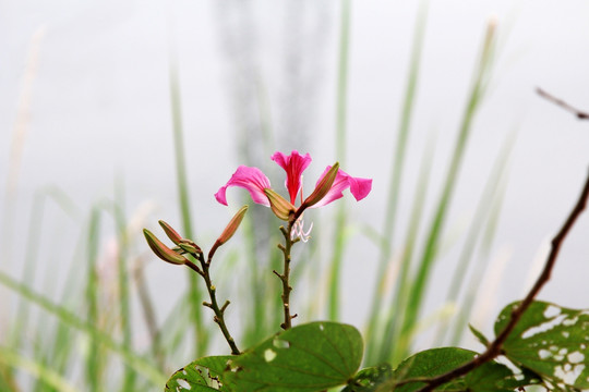 紫荆花