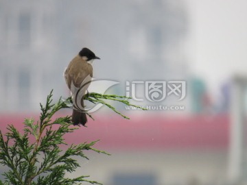 等待的小鸟