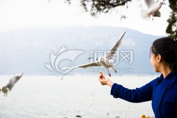 海埂公园美女喂红嘴鸥