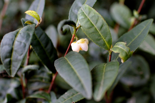 茶花特写