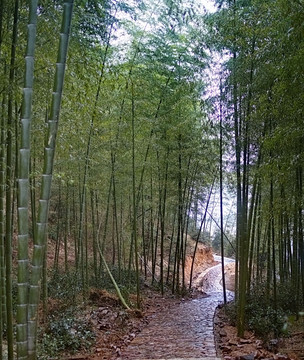 竹林山道