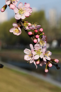 绽放 桃花 春天