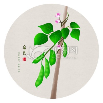 扁豆 手繪扁豆