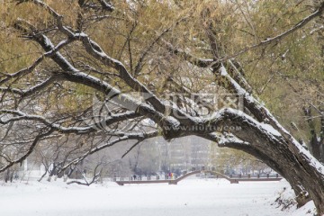 初雪