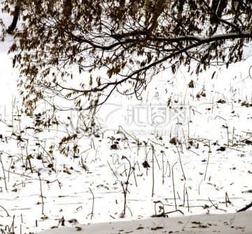 初雪 残荷