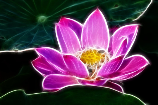荷花無(wú)框畫(huà) 抽象畫(huà)