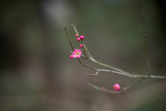 红梅