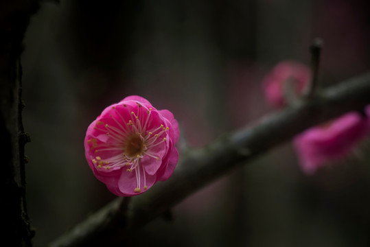 红梅花