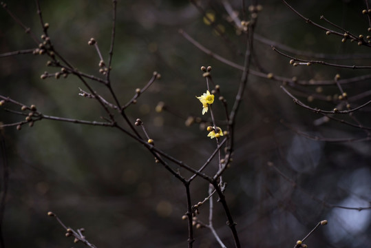 腊梅花