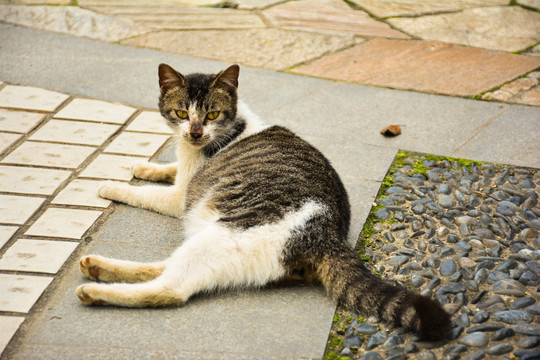 睡在地上的猫