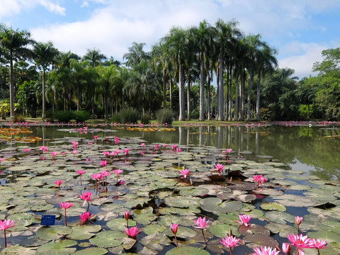 热带植物园