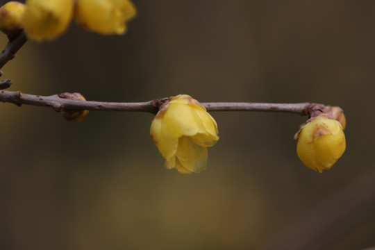 腊梅花