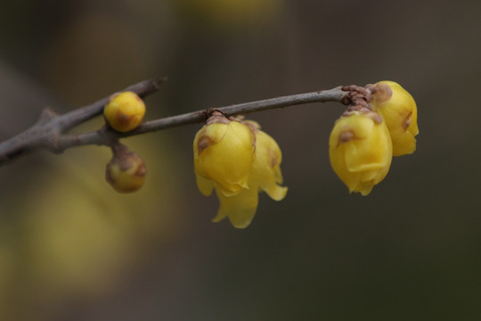 腊梅花