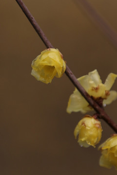 腊梅花