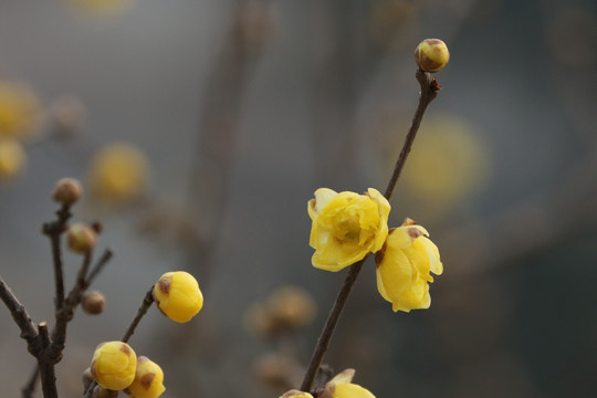 腊梅花