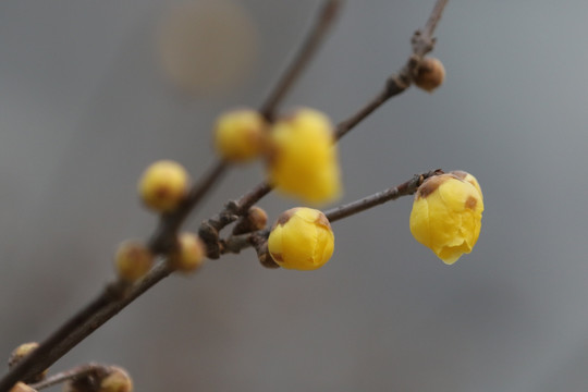 腊梅花