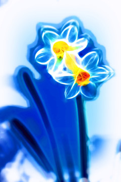 無(wú)框花 水仙花