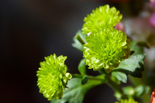 绿小菊 小菊 菊花