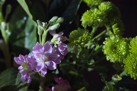 紫罗兰 绿小菊
