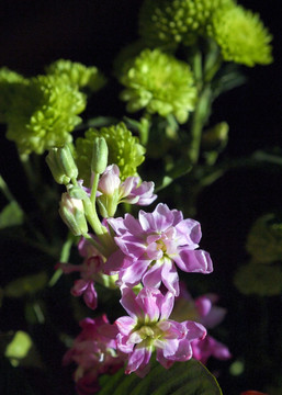 紫罗兰 绿小菊 花卉