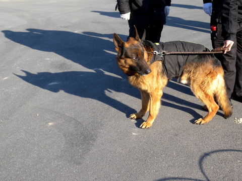 警犬 工作犬