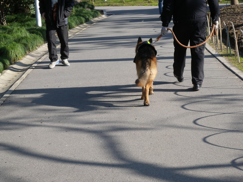 警犬 工作犬