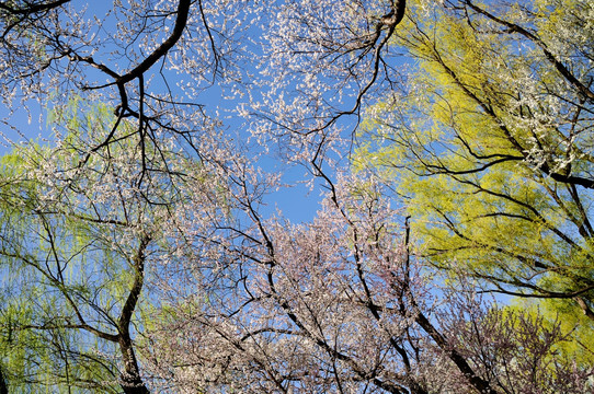 柳色青青桃花开