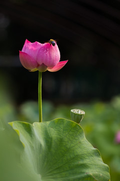 荷花 采蜜蜂