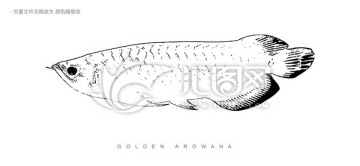金龍魚插畫