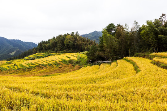 梯田 田园风光