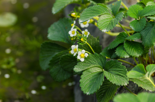 大棚里生长的草莓