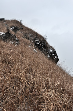 高山云雾枯草