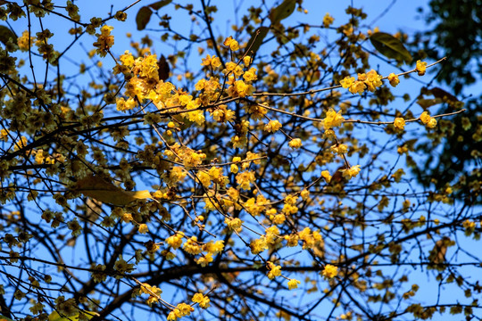 蜡梅腊梅 蜡花 蜡梅花 蜡木